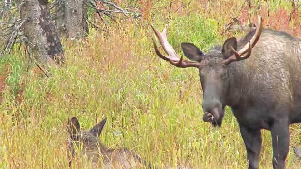 Callers help officials track loose moose in Iowa