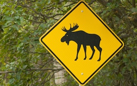 Moose Hit By 5 Vehicles On Interstate 89