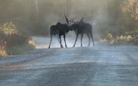 VIDEO: Bull moose fight, results in serious injury