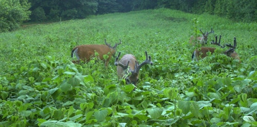 If you spot velvet bucks feeding in a green field (this bachelor group is feasting on Mossy Oak BioLogic Lablab), don’t assume the deer will still be around after hunting pressure increases.