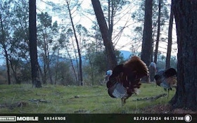 Trail Cam Video: Proof That Winter Turkeys Gobble