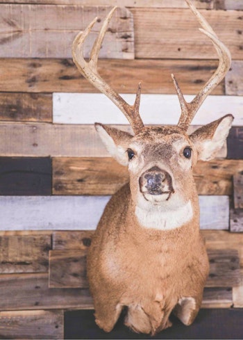 The author has tagged bigger bucks, but none more special than his first.