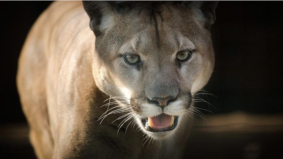 Mountain Lions Killed After Eating Human Remains
