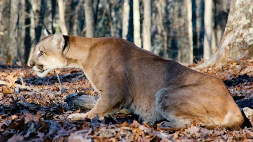 Mountain lion attacks are extremely rare.  There have been fewer than 20 mountain lion fatalities in North America in more than 100 years. Photo: Missouri Department of Conservation