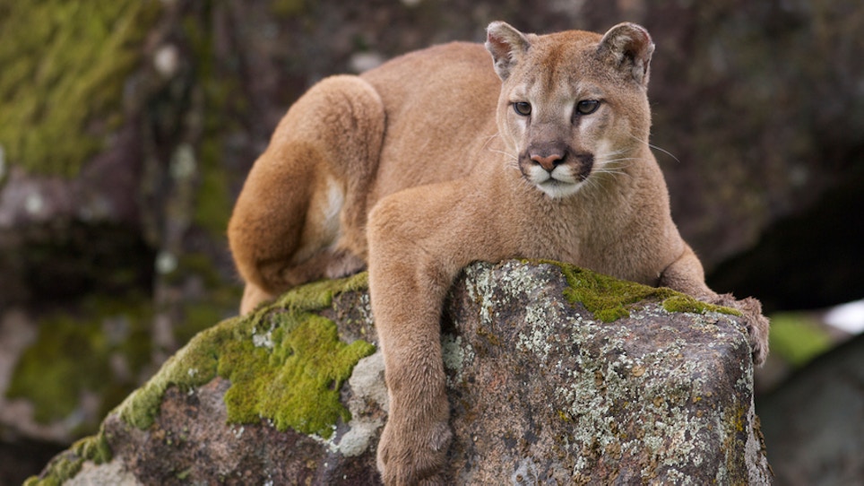 Wyoming Mountain Lion Numbers Successfully Lower