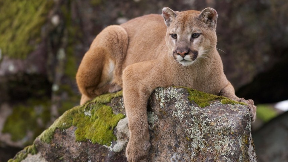 Hungry Mountain Lion Attacks Young Boy
