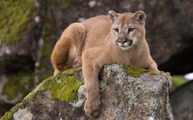 Drone Used to Locate, Capture Mountain Lion