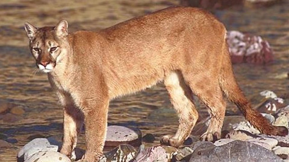 Nebraska Mountain Lion Hunting Bill Surfaces Again