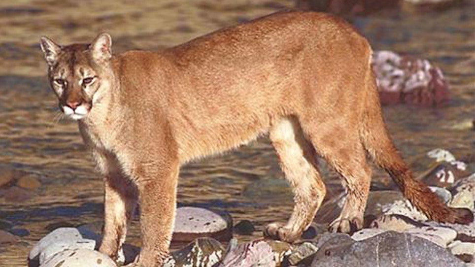 Researchers Finding That Cougars Not So Solitary