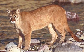 Georgia plantation using cougar urine to deter hogs