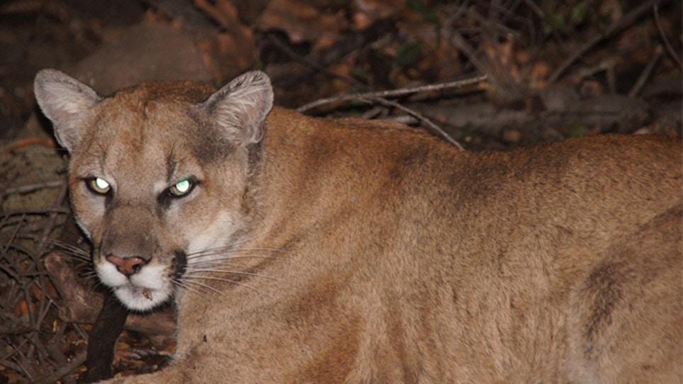 Mountain Lion Killings In Tucson Down In 2014