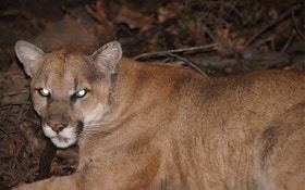 Experts test clothing of suspected cougar victim