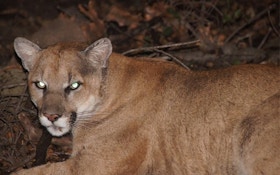 GPS Tracked Movements Of Los Angeles Mountain Lion