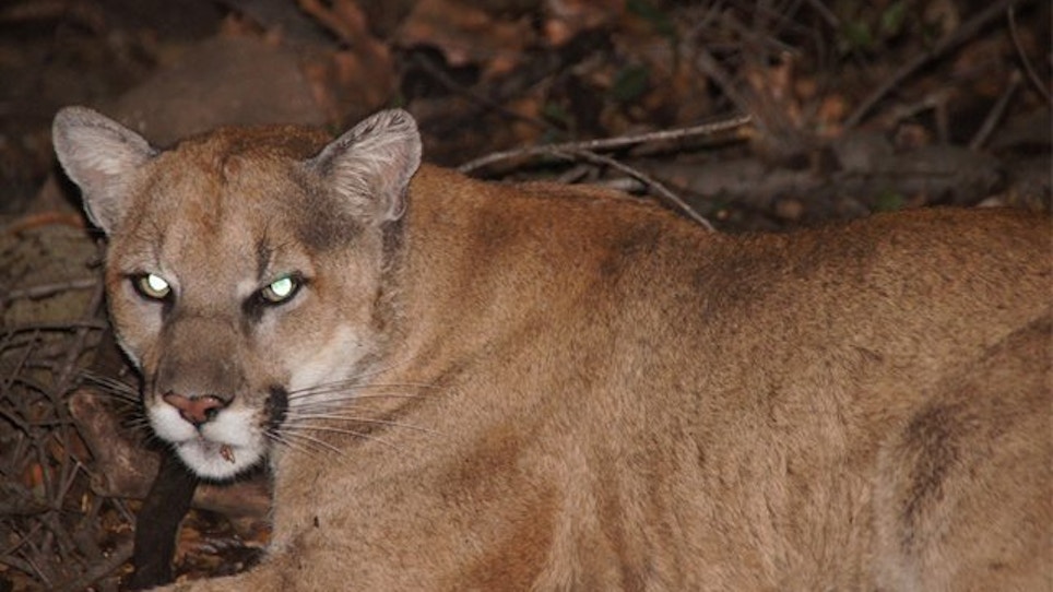 GPS Tracked Movements Of Los Angeles Mountain Lion