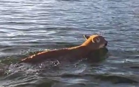 Video: Mountain Lions Spotted Swimming Across Lake