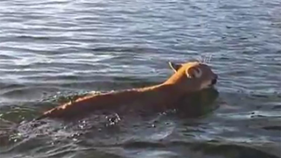 Video: Mountain Lions Spotted Swimming Across Lake