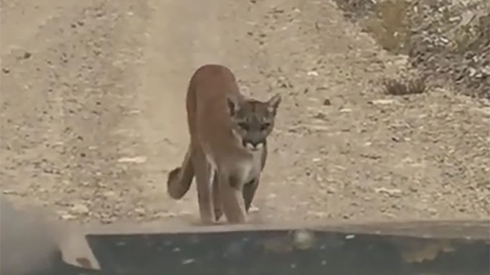 Video: Close Encounter With Mountain Lion In Idaho