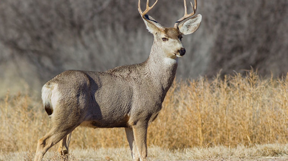 North Dakota Mule Deer Population Doubles From 2012 Low