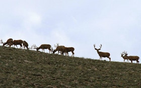 Utah Cancels Program to Relocate Urban Deer Due to CWD Concerns