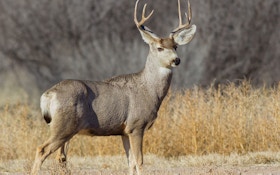 Mule Deer Population Continues Growing In North Dakota