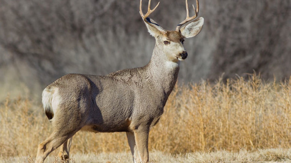 Mule Deer Population Continues Growing In North Dakota