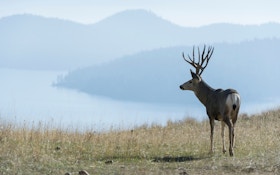 Mule deer vs. whitetail deer