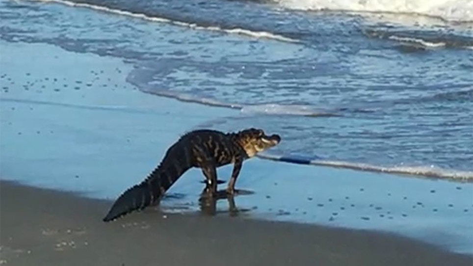 Video: Gator Eludes Cops On Myrtle Beach