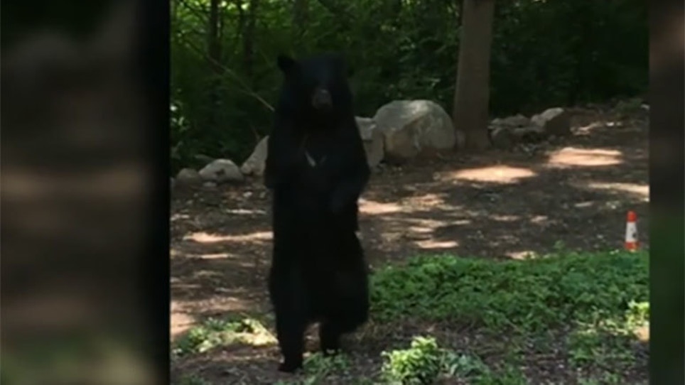 VIDEO: Bear That Walks Like A Human Re-emerges In New Jersey