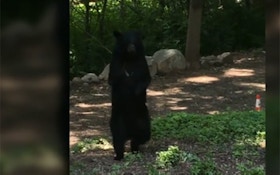 Is The Upright-Walking Bear Thriving Or Suffering?