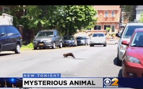 "Mystery Animal" In New York City Finally Identified