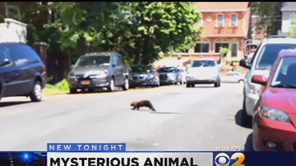 "Mystery Animal" In New York City Finally Identified