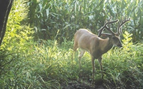 Tips for Growing —  and Keeping — Big Whitetail Bucks on Small Properties