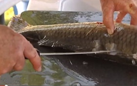 VIDEO: How To Clean Carp
