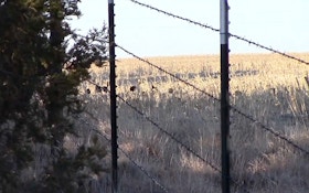 VIDEO: Bowhunting Nebraska Public Land Longbeards
