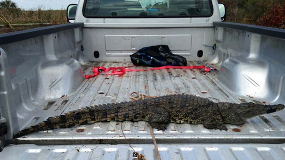 Deadly Nile croc captured in Everglades