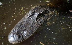 Alligators Expanding Range, Confirmed in Tennessee