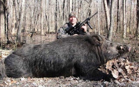 VIDEO: Huge hog taken down by hunter