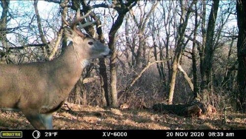Scouting pics from Moultrie and SpyPoint cellular cams indicated that bucks were on the move on the author’s South Dakota river-bottom in a big way during the dates of November 20 – 22.