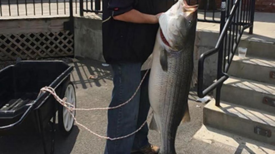 Angler Sets New York Record For Striped Bass