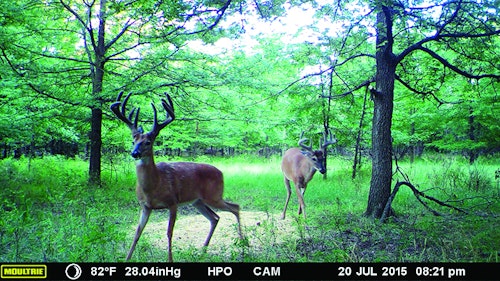 Cody Kuck, owner of Heartland Pride Outfitters, sent the author many trail-camera pictures leading up to the hunt, including this summer picture of the author's eventual harvest. Photo: Heartland Pride Outfitters