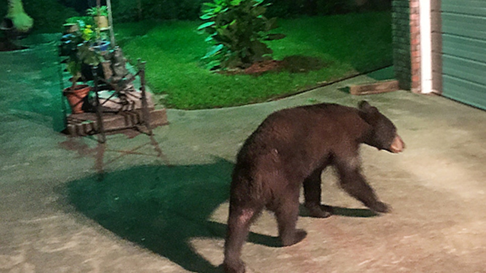 Young Bear Snacking In Mississippi Yard