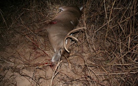 Public Land Deer Hunting: How To Find The Killing Tree