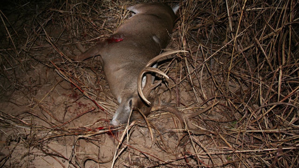 Public Land Deer Hunting: How To Find The Killing Tree