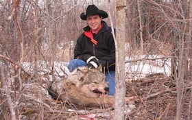Tips For Trapping Wolves From A Veteran Trapper