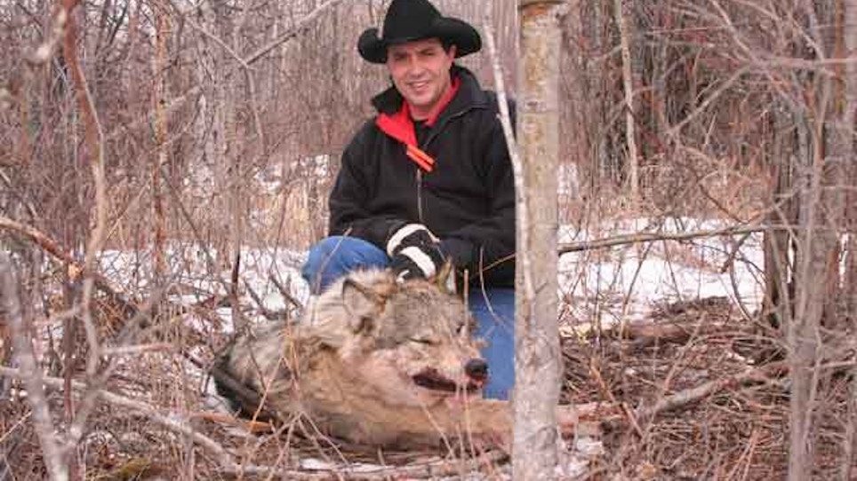 Tips For Trapping Wolves From A Veteran Trapper
