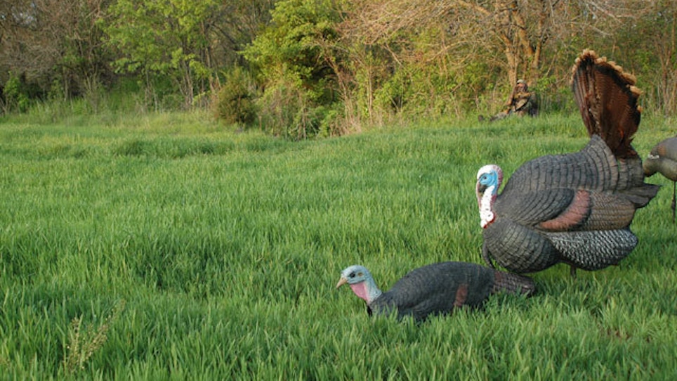 How To Pick and Position Turkey Decoys Perfectly