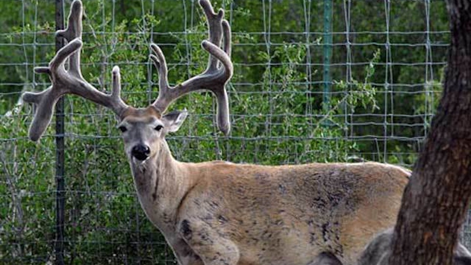 Managing Deer Diseases: EHD and CWD