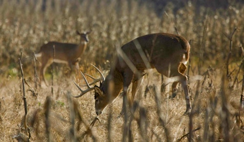 Deer rely mostly on their sense of smell to avoid predation. Their second line of defense is hearing. (Photo courtesy of Bass Pro Shops.)