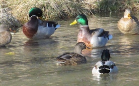 Three Ways To Hunt River Ducks