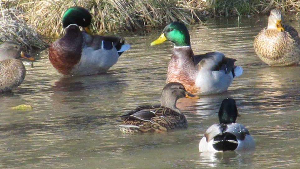 Three Ways To Hunt River Ducks